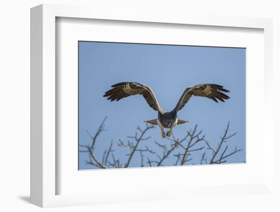 Martial Eagle (Polemaetus Bellicosus) Flying, Kruger National Park, South Africa-Neil Aldridge-Framed Photographic Print