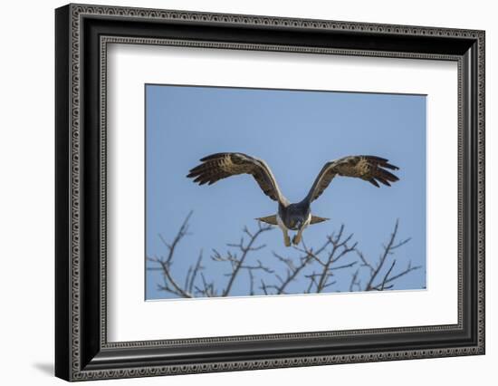 Martial Eagle (Polemaetus Bellicosus) Flying, Kruger National Park, South Africa-Neil Aldridge-Framed Photographic Print