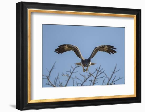 Martial Eagle (Polemaetus Bellicosus) Flying, Kruger National Park, South Africa-Neil Aldridge-Framed Photographic Print