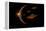 Martians Evacuating their Homeworld, Mars, in Flying Saucers-null-Framed Stretched Canvas