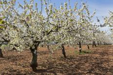 Almond Orchard in Blossom, Puglia, Italy, Europe-Martin-Photographic Print