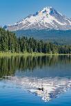 Mount Hood, part of the Cascade Range, perfectly reflected in the still waters of Trillium Lake, Or-Martin Child-Photographic Print