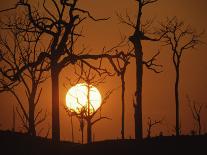 Sunset in Tropical Rainforest after Destruction by Fire, Brazil-Martin Dohrn-Photographic Print