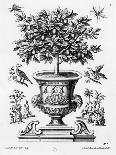 Citrus Trees, C.1735 (Engraving)-Martin Engelbrecht-Giclee Print