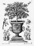 Citrus Trees, C.1735 (Engraving)-Martin Engelbrecht-Framed Giclee Print