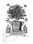 Citrus Trees, C.1735 (Engraving)-Martin Engelbrecht-Framed Giclee Print