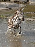 Zebra Crossing the River-Martin Fowkes-Giclee Print