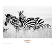 Two Zebras at the Watering Hole Full Bleed-Martin Fowkes-Giclee Print