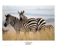 Zebras in the Tall Grass (b&w)-Martin Fowkes-Giclee Print