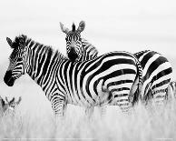 Two Zebras at the Watering Hole Full Bleed-Martin Fowkes-Giclee Print