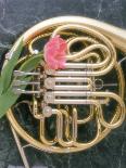French Horn with a Tulip-Martin Fox-Framed Photographic Print