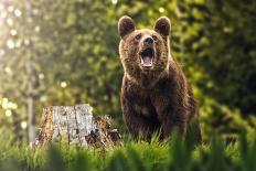 Big Brown Bear in Nature or in Forest, Wildlife, Meeting with Bear, Animal in Nature-Martin Gaal-Photographic Print