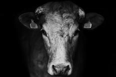 Farm Cow Portrait on Black Background-Martin Gallie-Photographic Print