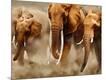 Photographic Print