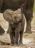 African Elephants-Martin Harvey-Photographic Print