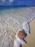 Scallop Shell in the Surf-Martin Harvey-Photographic Print