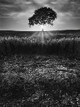 Lonely Path II-Martin Henson-Photographic Print