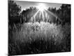 Photographic Print