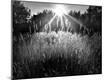 Photographic Print