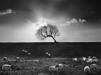 Without Leaves-Martin Henson-Photographic Print