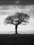 Without Leaves-Martin Henson-Photographic Print
