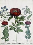 Three Types of Peonies, 1613-Martin I Mytens-Giclee Print