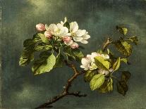 Apple Blossoms and a Hummingbird, 1875-Martin Johnson Heade-Giclee Print