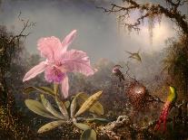 Hummingbird Perched on an Orchid Plant, 1901-Martin Johnson Heade-Framed Giclee Print