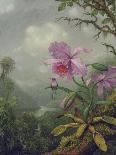 Hummingbird Perched on an Orchid Plant, 1901-Martin Johnson Heade-Framed Giclee Print