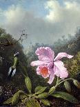 Hummingbird Perched on an Orchid Plant, 1901-Martin Johnson Heade-Framed Giclee Print