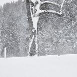 old farm door, ski, slide, snow shovel, snowfall,-Martin Ley-Framed Photographic Print