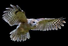 Isolated on Black Background, Tawny Owl, Strix Aluco in First Flight. European Small Owl, Juvenile-Martin Mecnarowski-Photographic Print