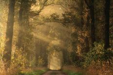 American Beauty-Martin Podt-Framed Art Print