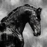 Black Stallion on Silver-Martin Rose-Framed Art Print