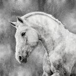 White Stallion-Martin Rose-Art Print