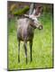 Photographic Print