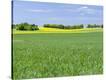 Stretched Canvas Print