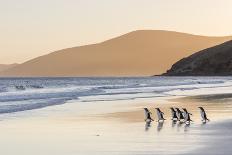 Gentoo Penguin Walking to their Rookery, Falkland Islands-Martin Zwick-Photographic Print