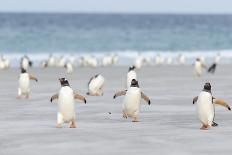 Gentoo Penguin Walking to their Rookery, Falkland Islands-Martin Zwick-Photographic Print