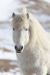 Icelandic Horse with Typical Winter Coat, Iceland-Martin Zwick-Photographic Print
