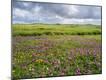 Premium Photographic Print