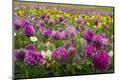 Premium Photographic Print