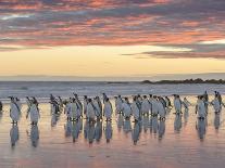 Gentoo Penguin Walking to their Rookery, Falkland Islands-Martin Zwick-Photographic Print