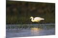 Photographic Print