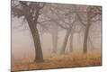 Premium Photographic Print
