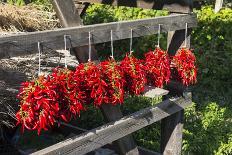 Red Hungarian Hot Chili Locally known as Paprika, Kalocsa, Hungary-Martin Zwick-Photographic Print
