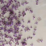 Lilac blossoms 'vintage'-Martina Elisabeth Tasch-Framed Photographic Print