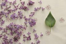 Lilac blossoms 'vintage'-Martina Elisabeth Tasch-Photographic Print