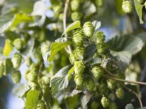 Hop Plant with Buds (Humulus Lupos)-Martina Schindler-Photographic Print