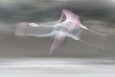 In the Pink Transhumance-Martine Benezech-Photographic Print